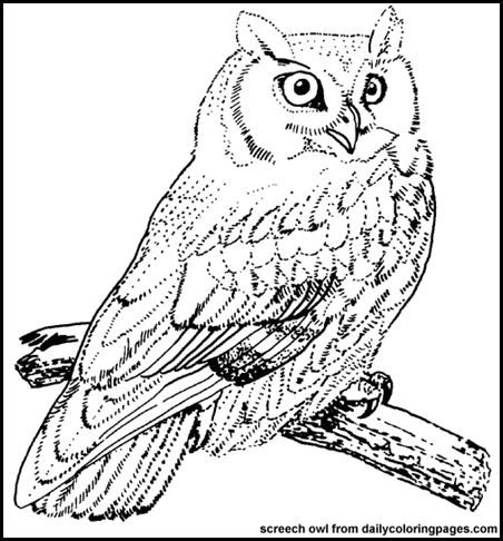 texas-screech-owl-bird-coloring-pages